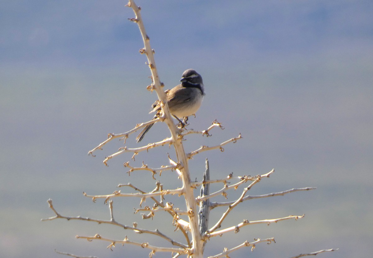 Black-throated Sparrow - ML633354927