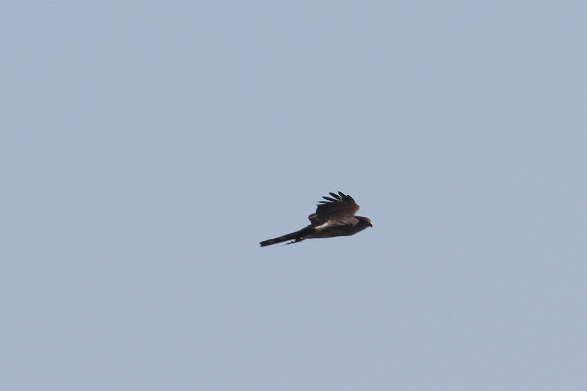 Sharp-shinned Hawk - ML633354935