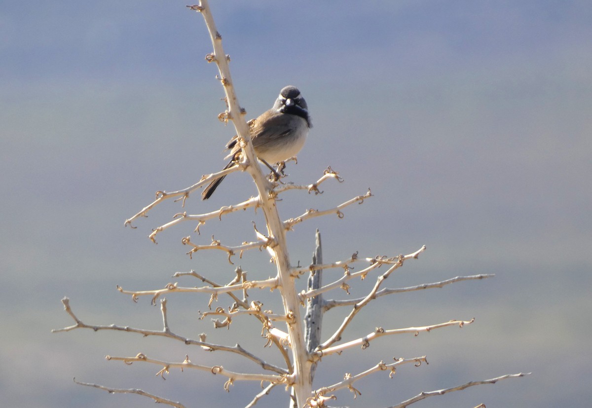 Black-throated Sparrow - ML633354941