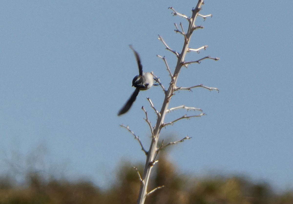 Black-throated Sparrow - ML633354945