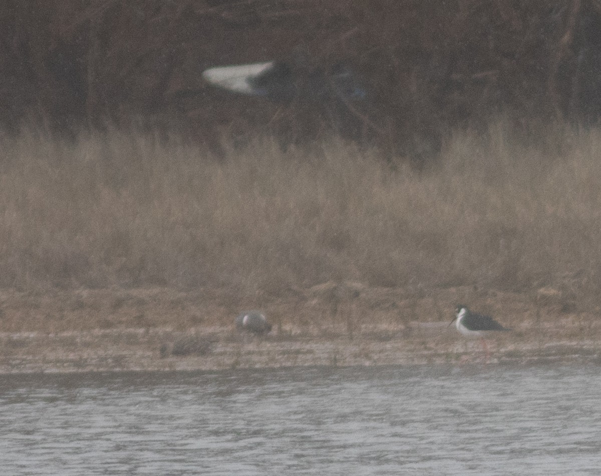 Black-necked Stilt - ML633355173