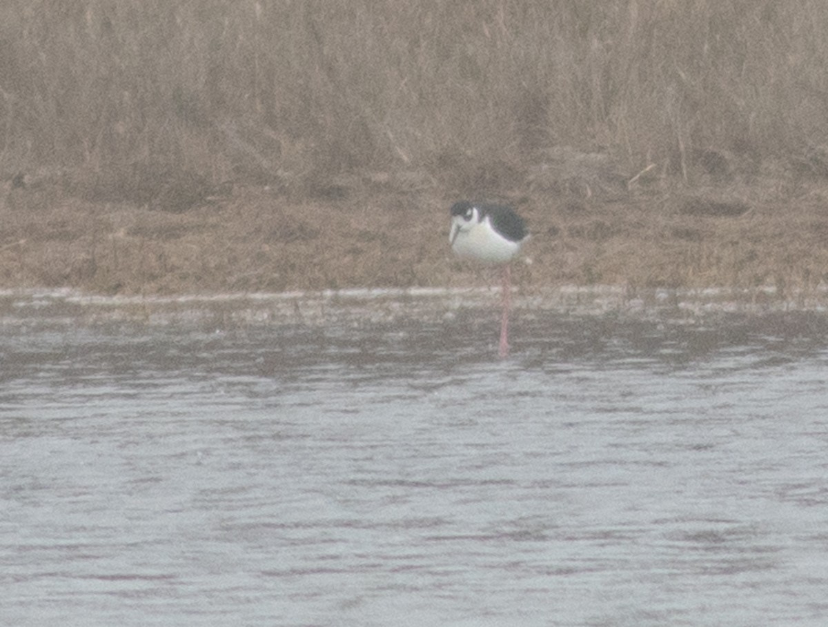 Black-necked Stilt - ML633355174