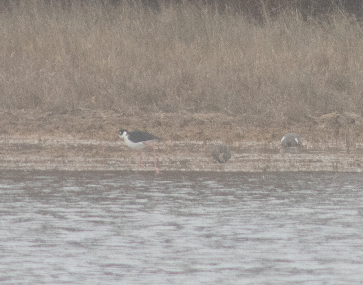 Black-necked Stilt - ML633355175