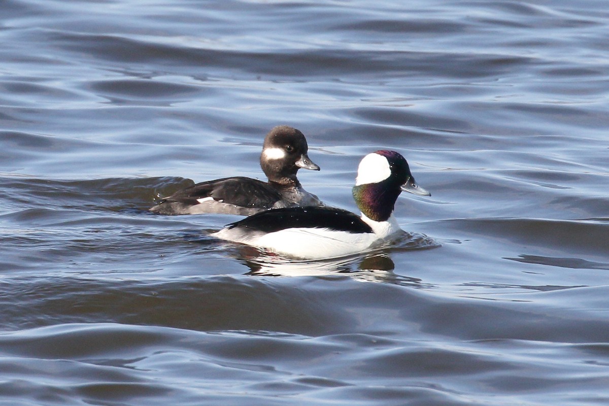 Bufflehead - ML633355194