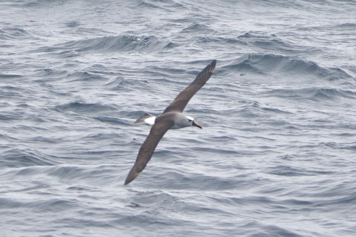 albatros pestrozobý - ML633355251