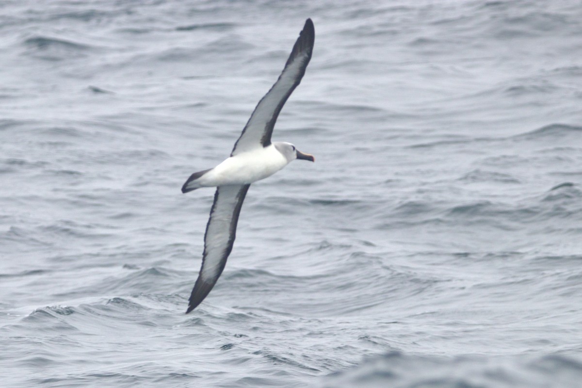 albatros pestrozobý - ML633355253