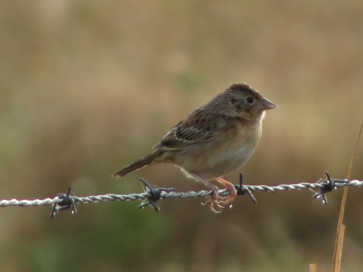 Grasshopper Sparrow - ML633355305