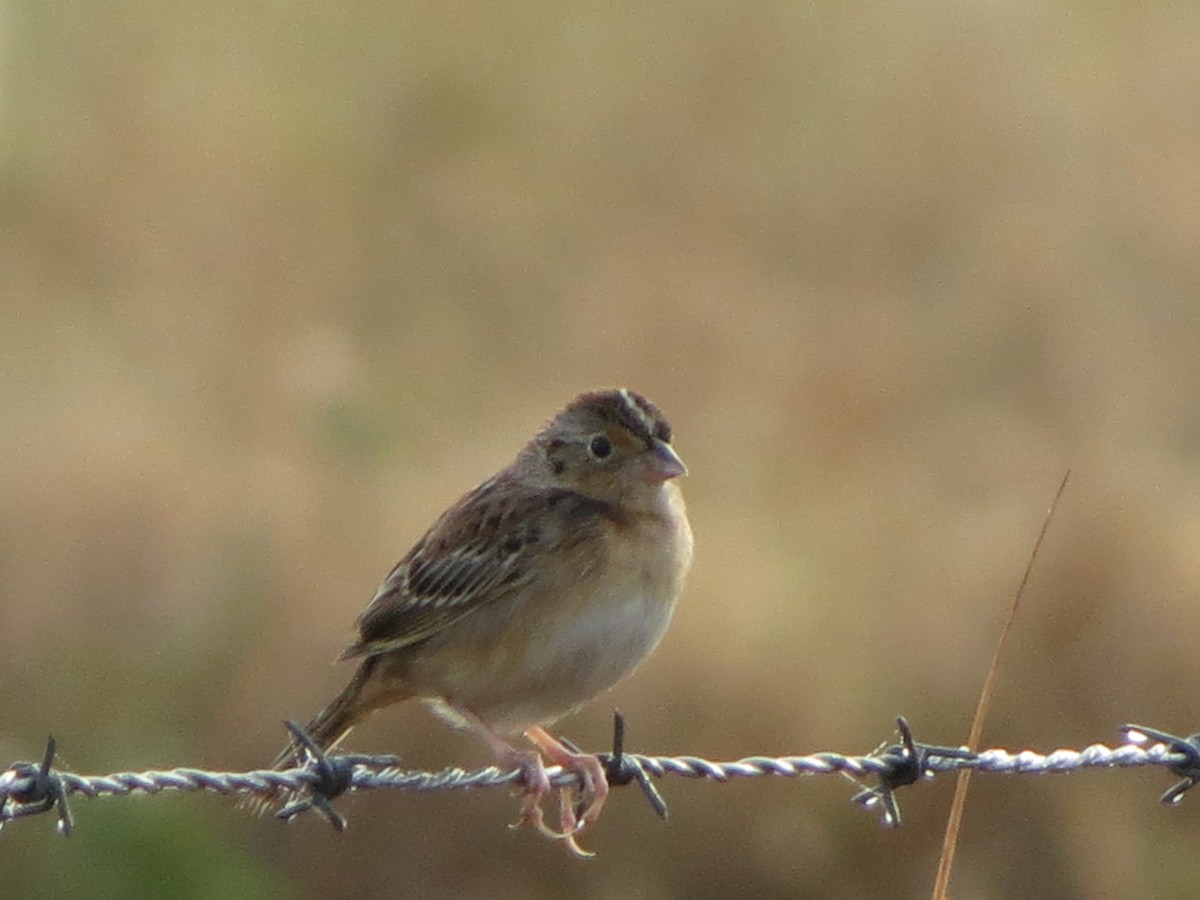 Grasshopper Sparrow - ML633355322