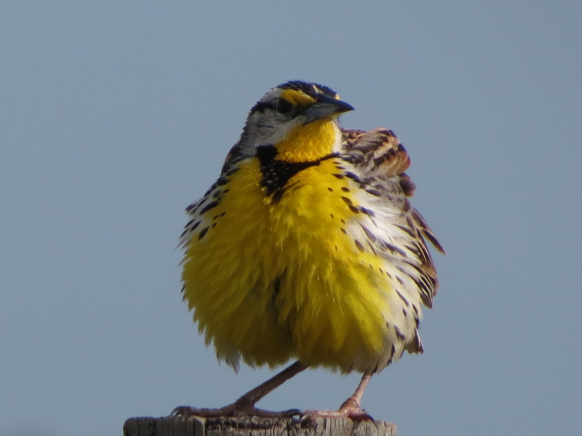 Eastern Meadowlark - ML633355389