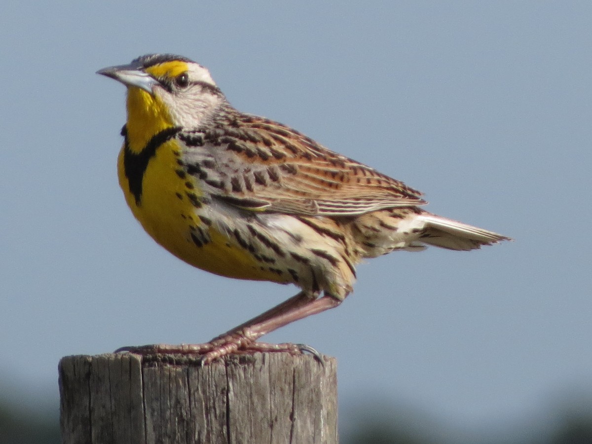 Eastern Meadowlark - ML633355394