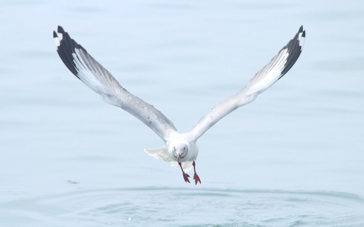 Gray-hooded Gull - ML633355503