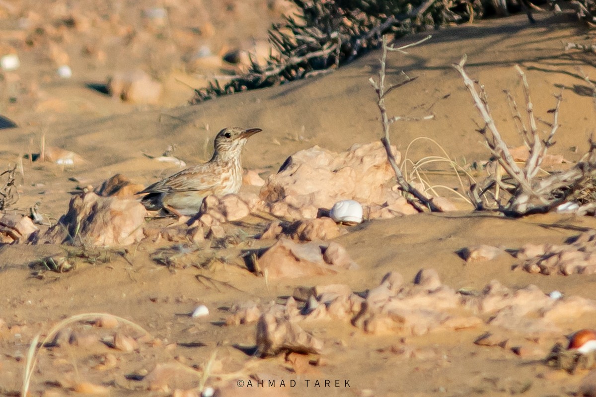 Allodola di Dupont - ML633355507