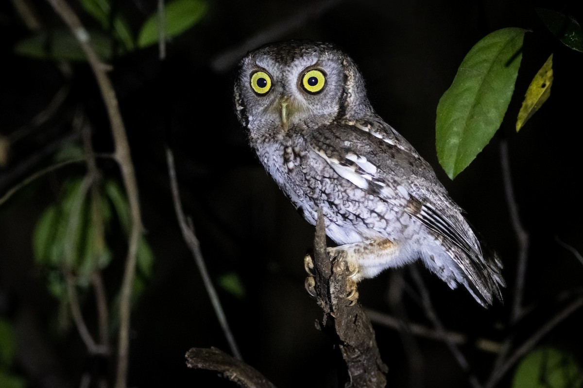 Eastern Screech-Owl - Alexander DeBear
