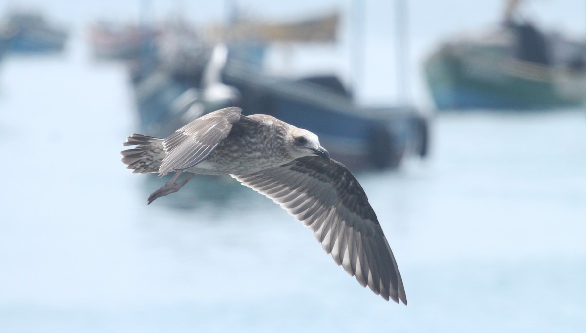 Kelp Gull - ML633355517