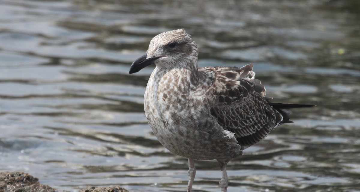 Kelp Gull - ML633355519