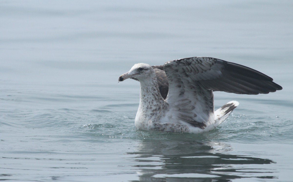 Kelp Gull - ML633355520