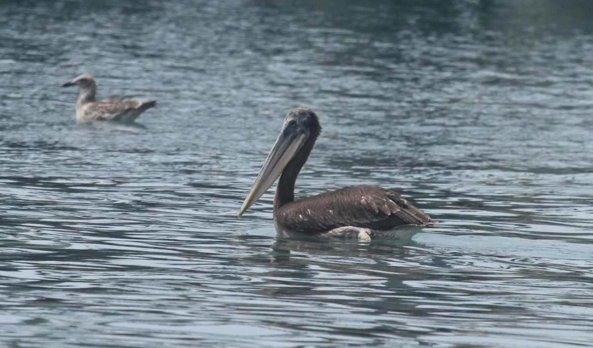 Peruvian Pelican - ML633355533