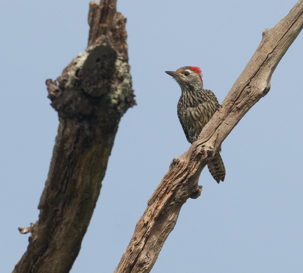 Cardinal Woodpecker - ML633355847