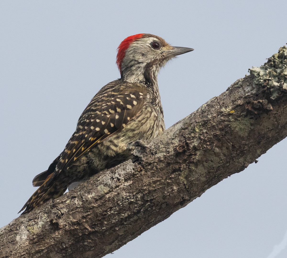 Cardinal Woodpecker - ML633355850