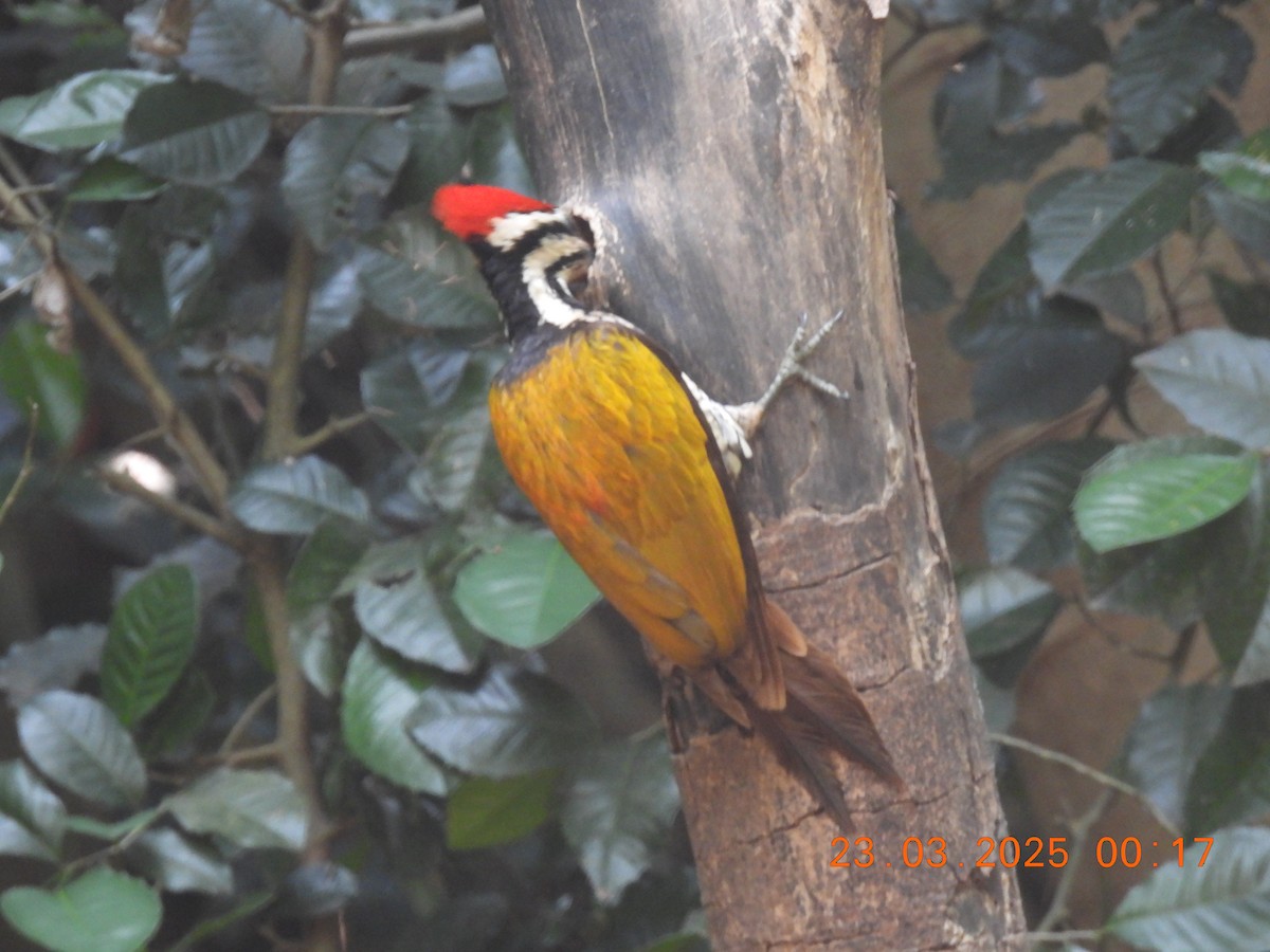 Common Flameback - Sally Hill