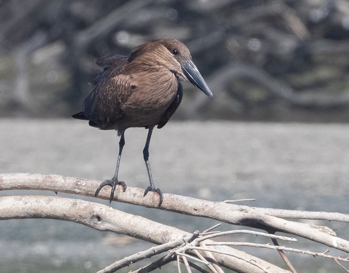 Hamerkop - ML633356220