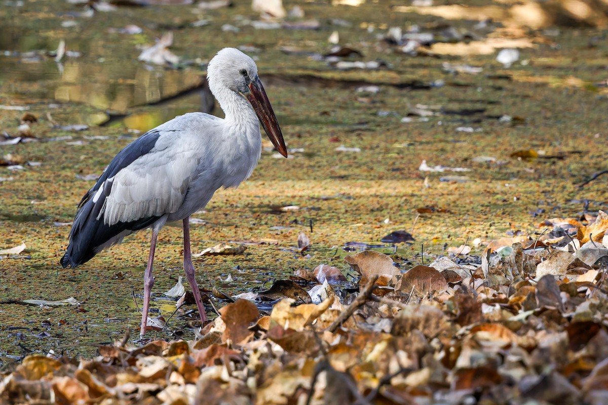 Asian Openbill - Leandro Rezende