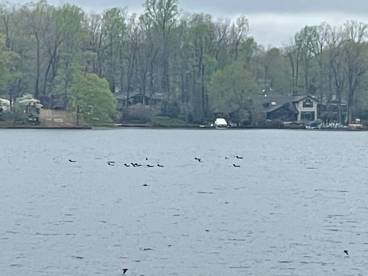 Common Merganser - ML633356636