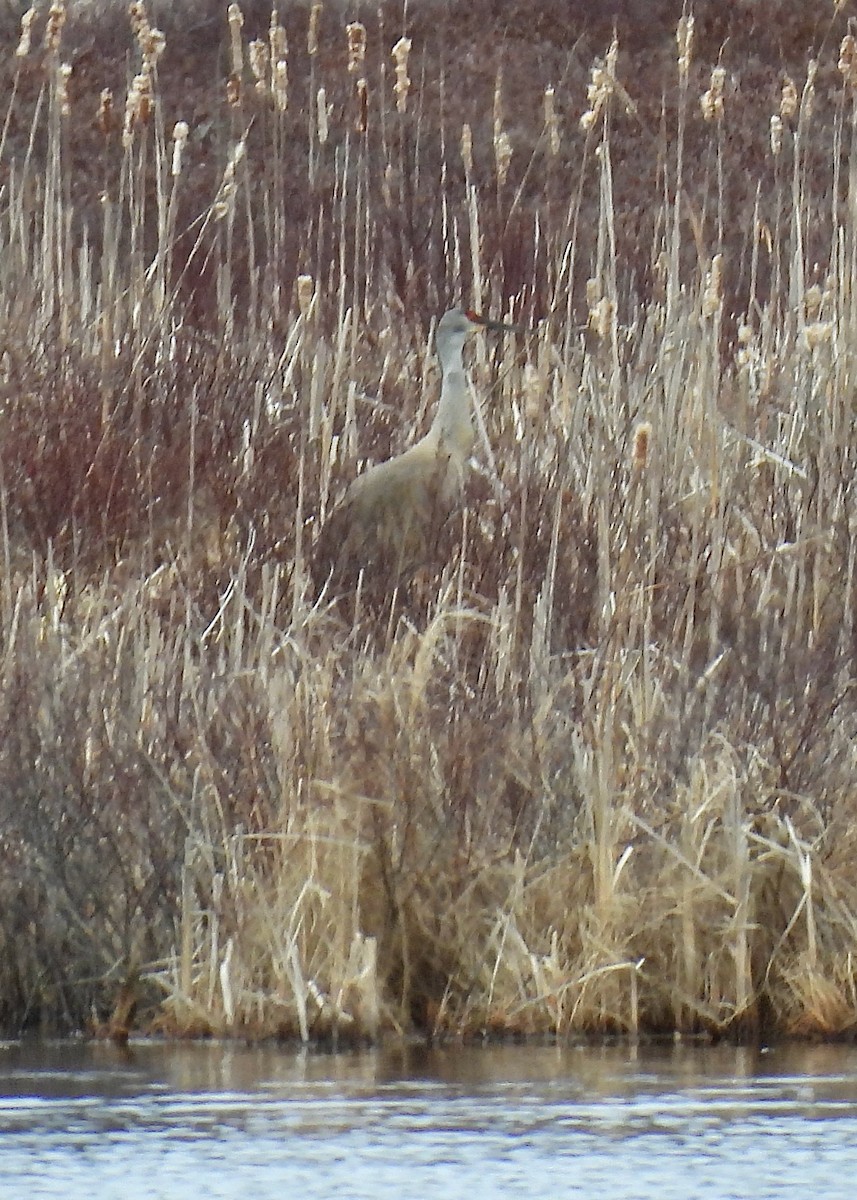 Sandhill Crane - ML633356856