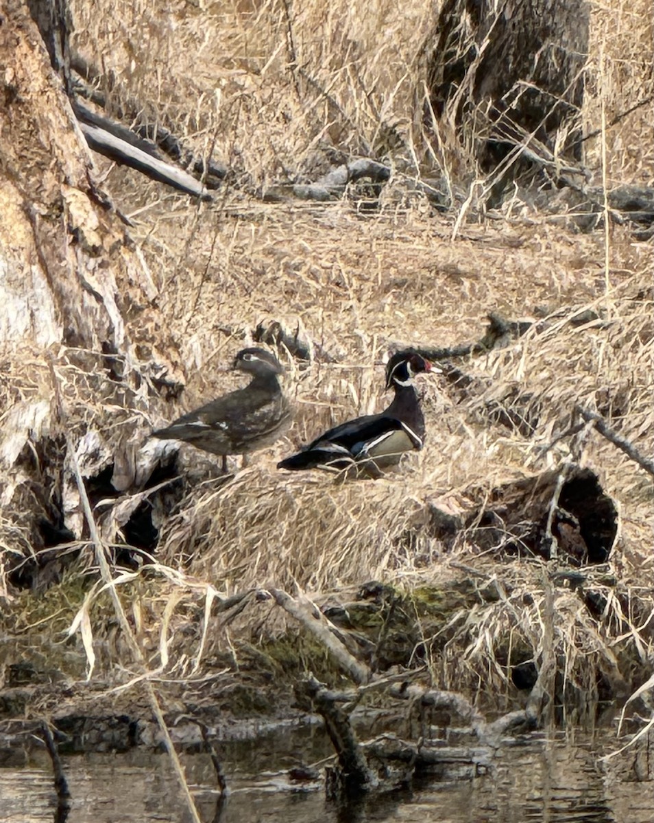 Wood Duck - ML633356876