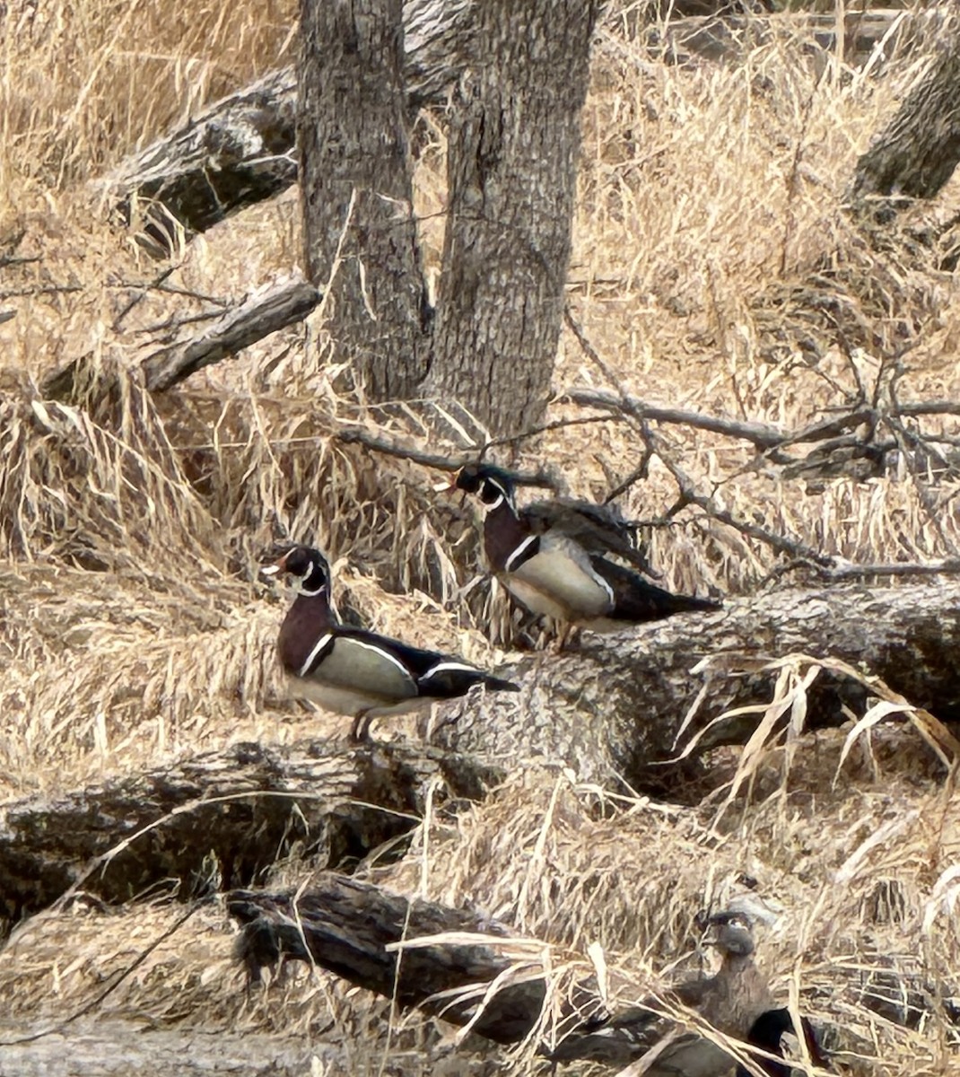 Wood Duck - ML633356877