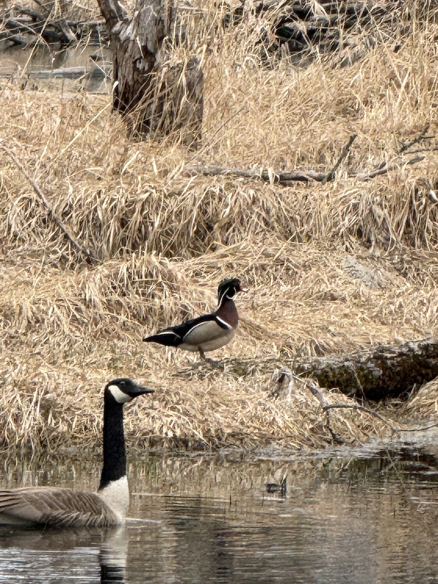 Wood Duck - ML633356878