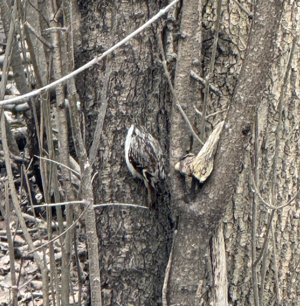 Brown Creeper - ML633356908