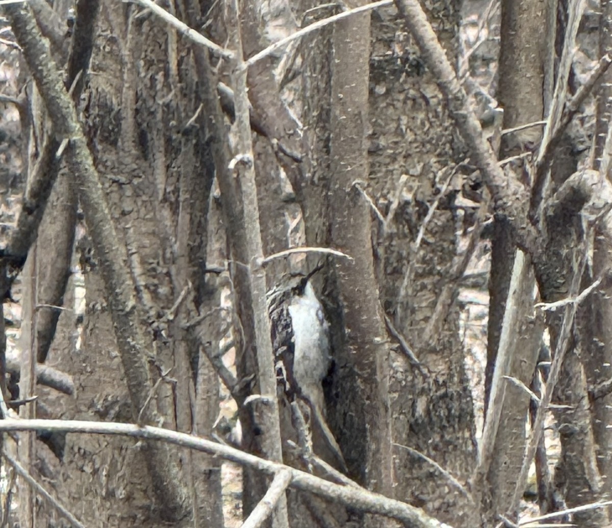 Brown Creeper - ML633356909