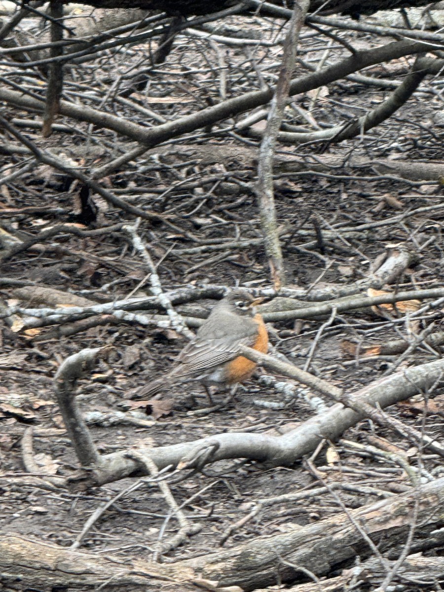 American Robin - ML633356926
