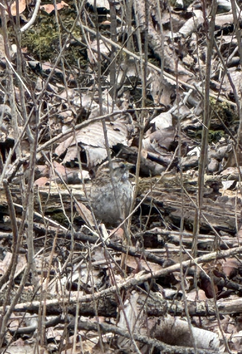 White-throated Sparrow - ML633356951