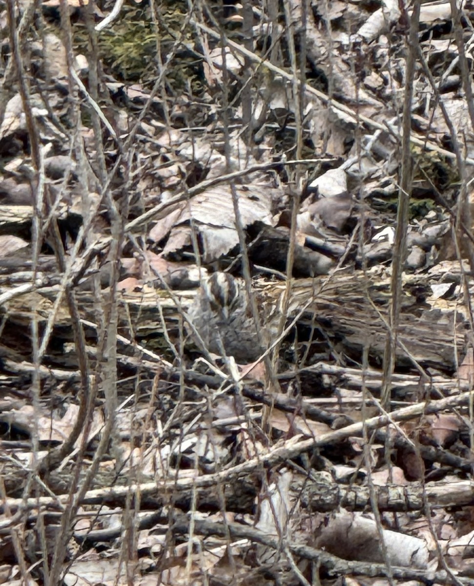 White-throated Sparrow - ML633356953