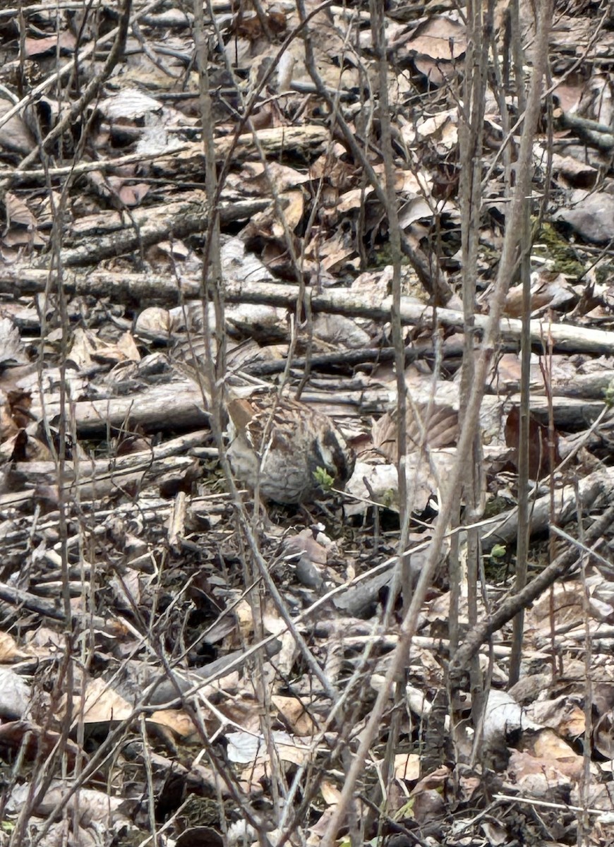 White-throated Sparrow - ML633356955