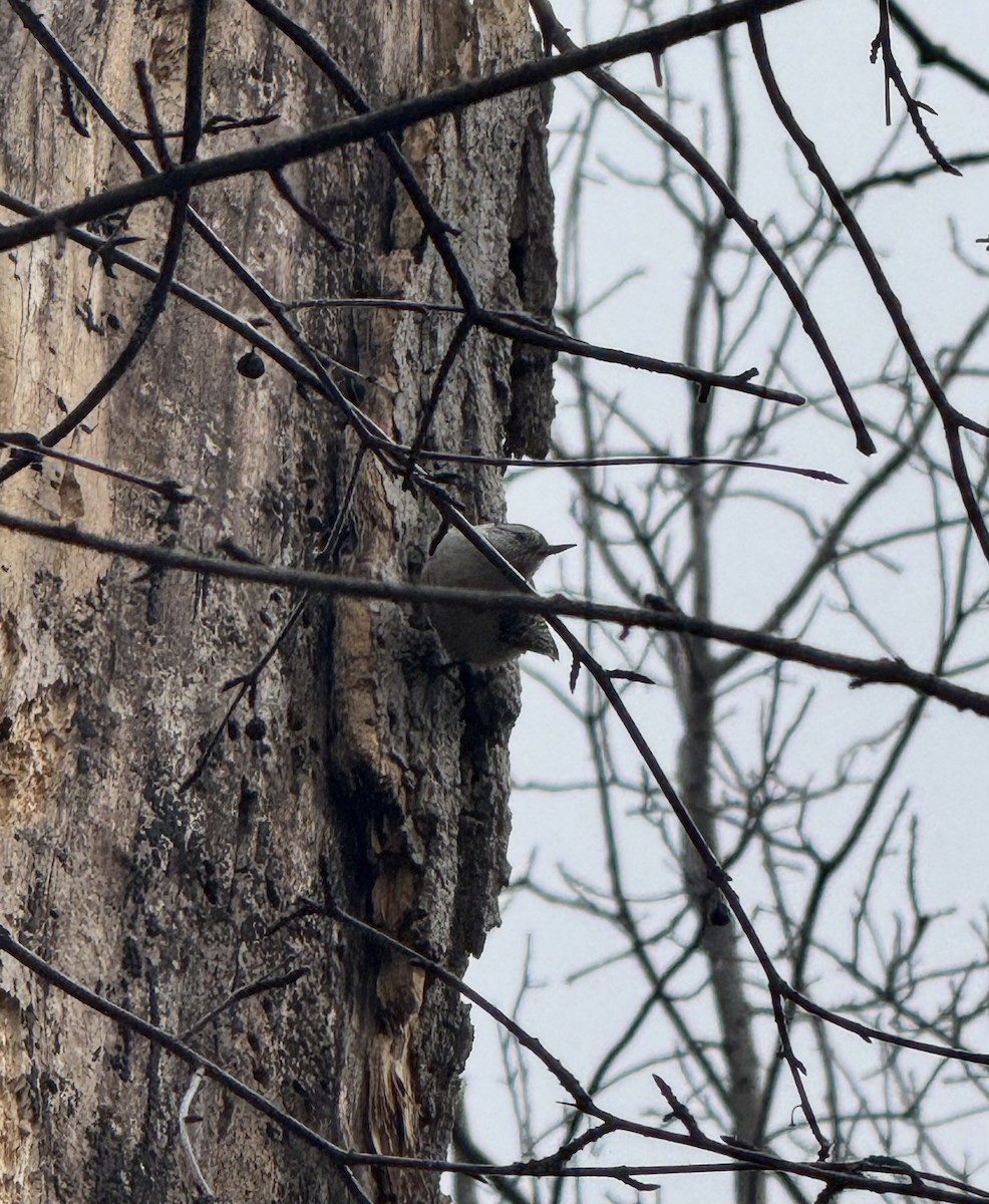 White-breasted Nuthatch - ML633356988