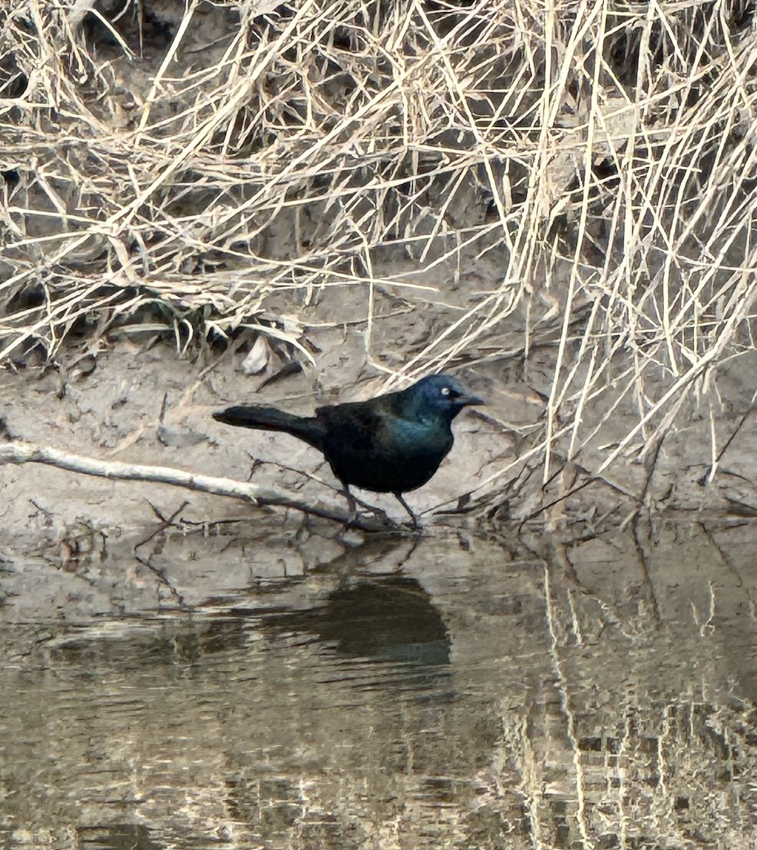 Common Grackle - ML633356993