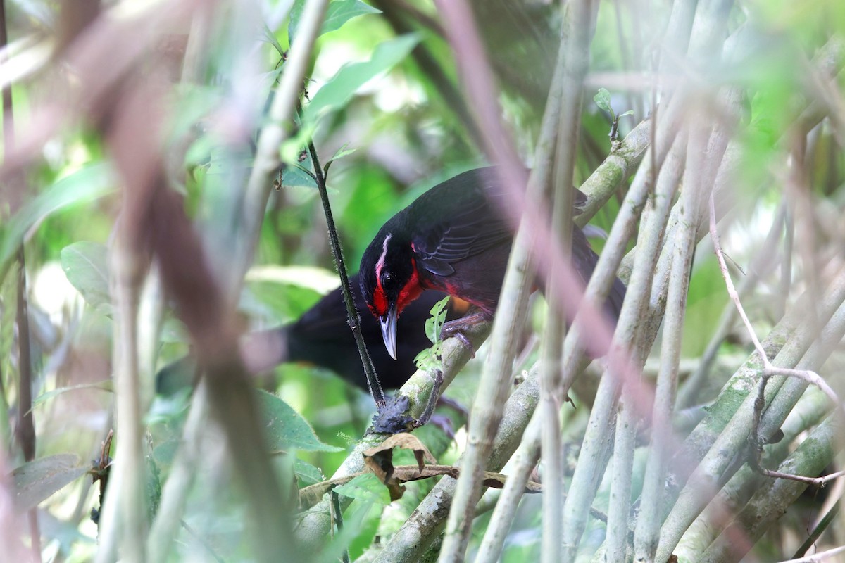 Rosy Thrush-Tanager - ML633357171