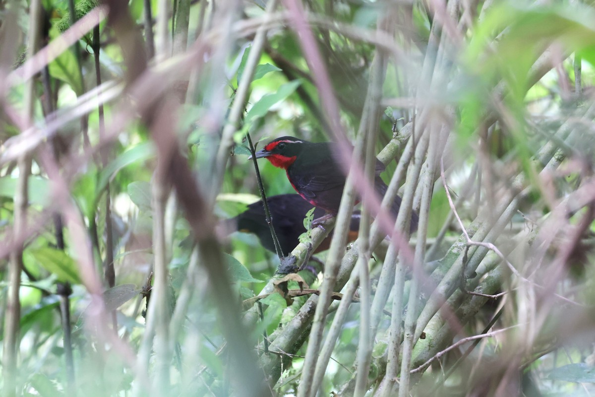 Rosy Thrush-Tanager - ML633357181