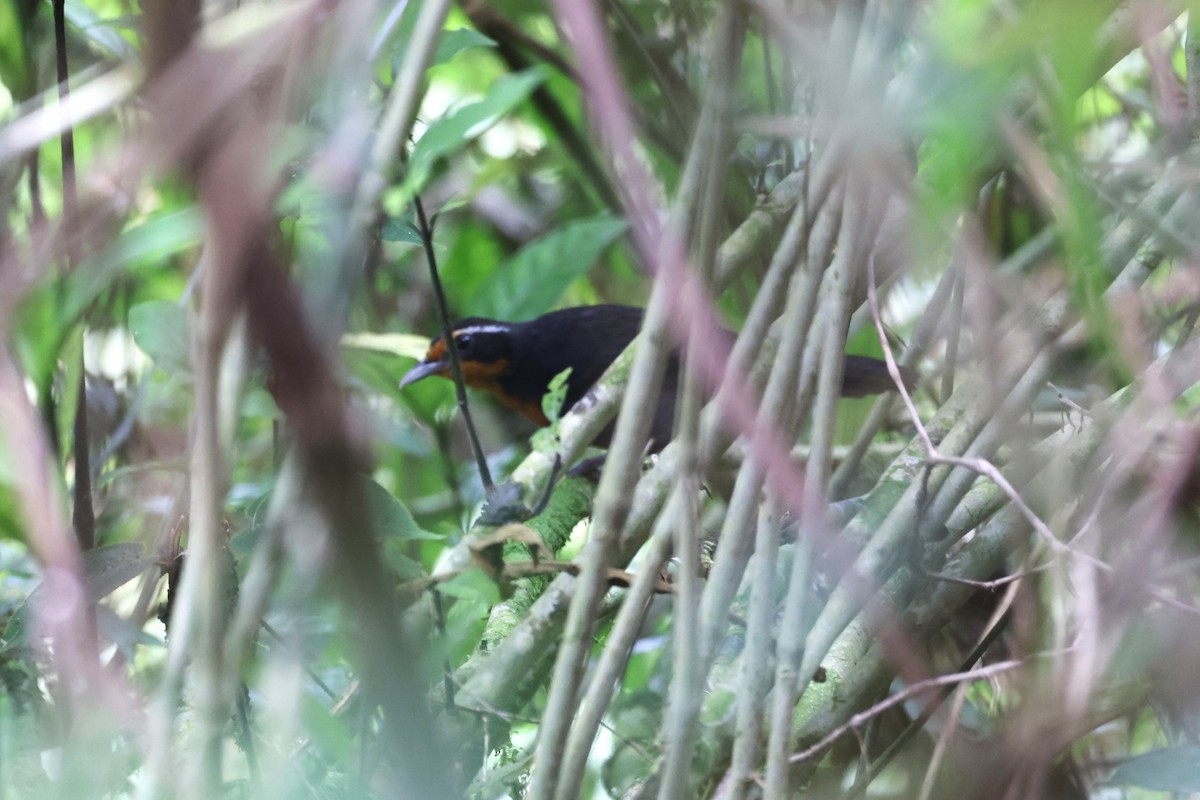 Rosy Thrush-Tanager - ML633357188