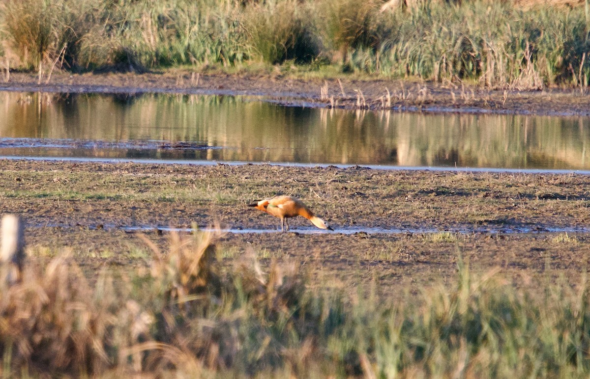 Хондон ангир - ML633357221