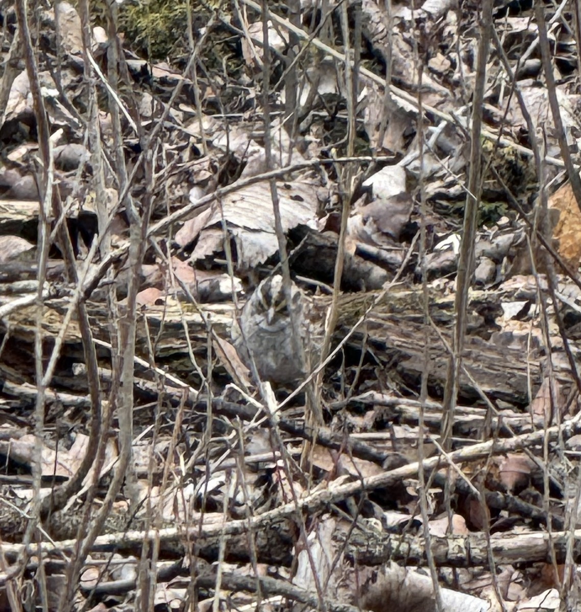 White-throated Sparrow - ML633357569