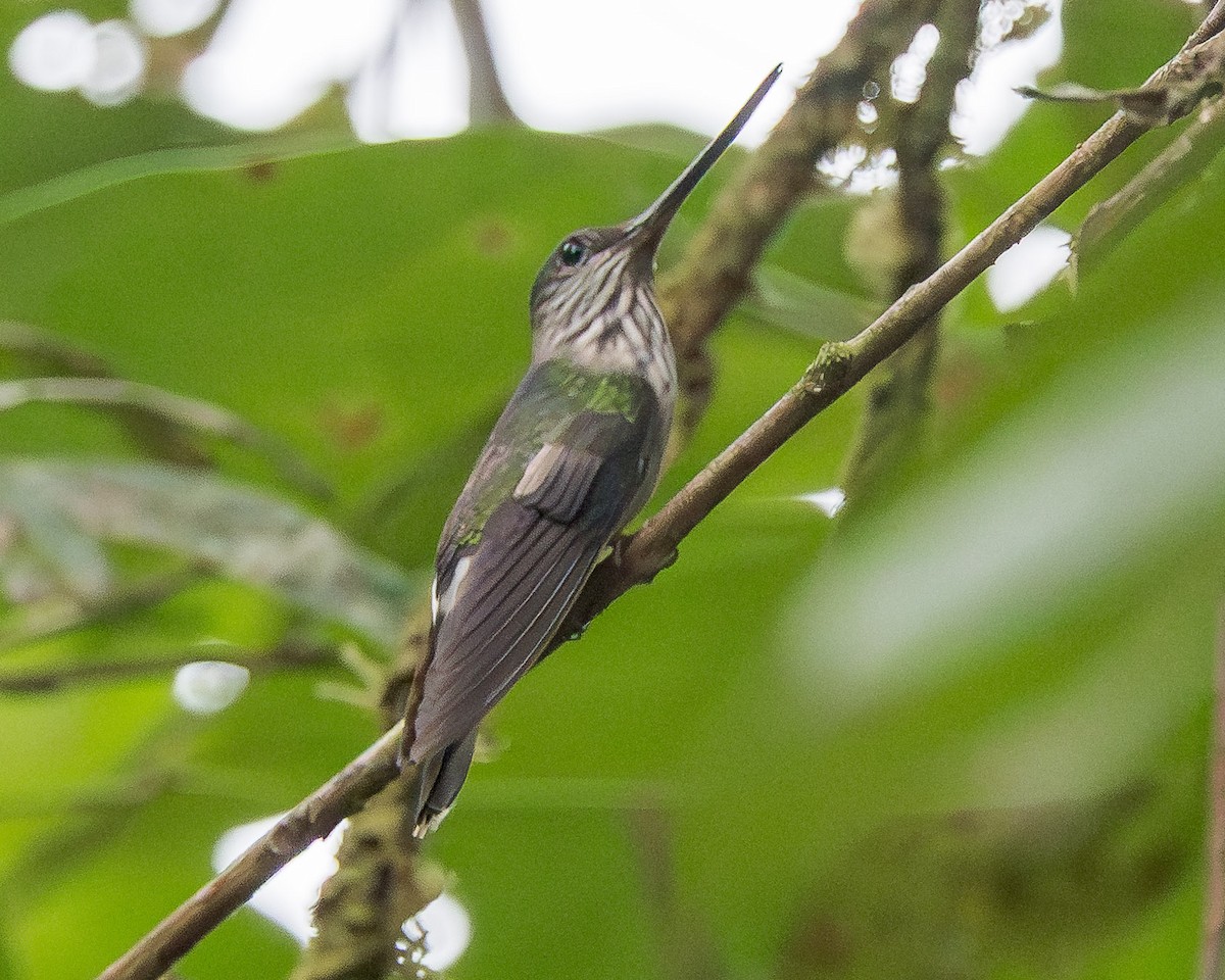 Tooth-billed Hummingbird - ML633357625