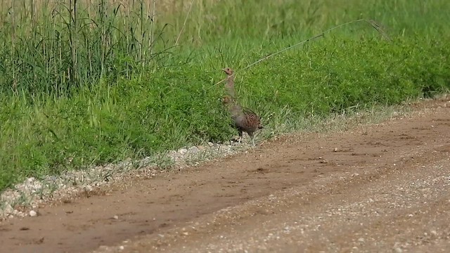 Gray Partridge - ML633357762