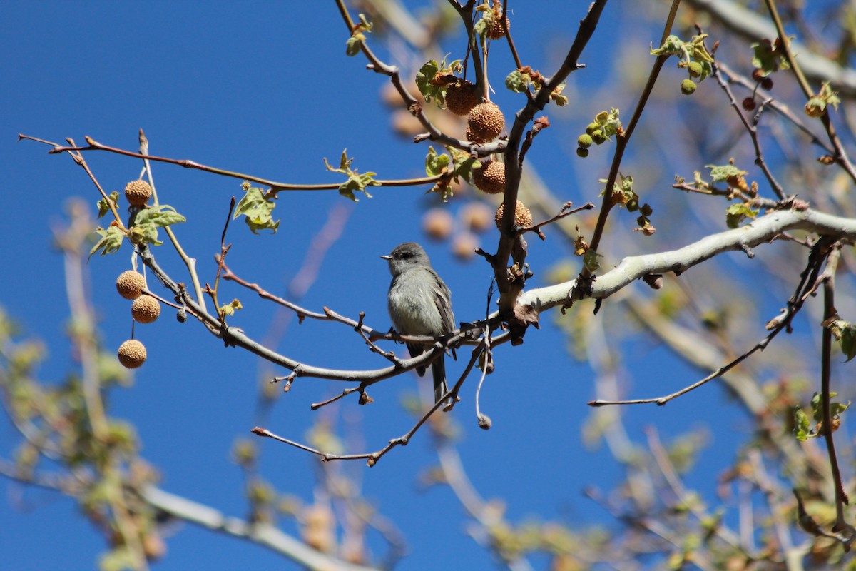 Hammond's Flycatcher - ML633357794