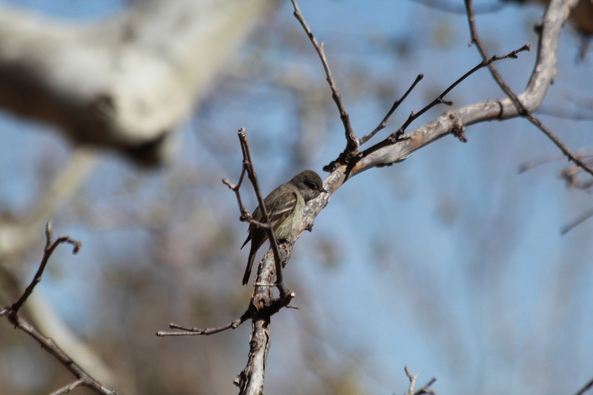 Hammond's Flycatcher - ML633357795