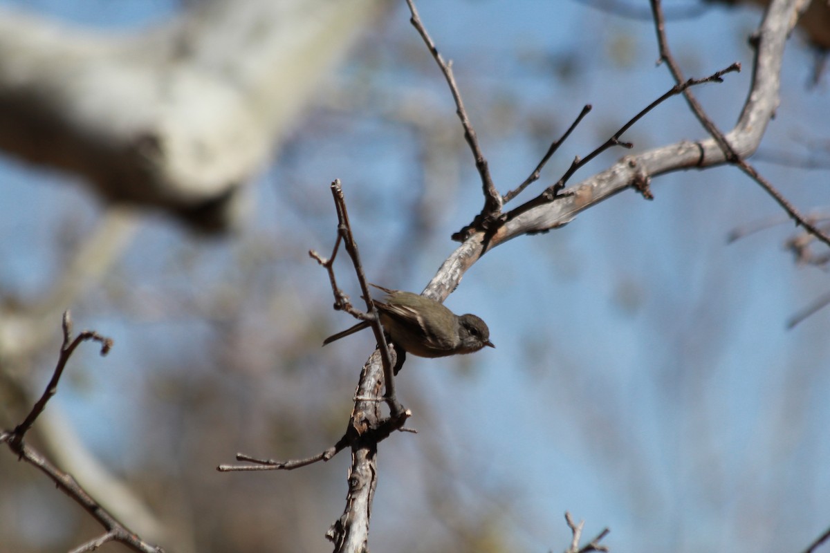 Hammond's Flycatcher - ML633357796