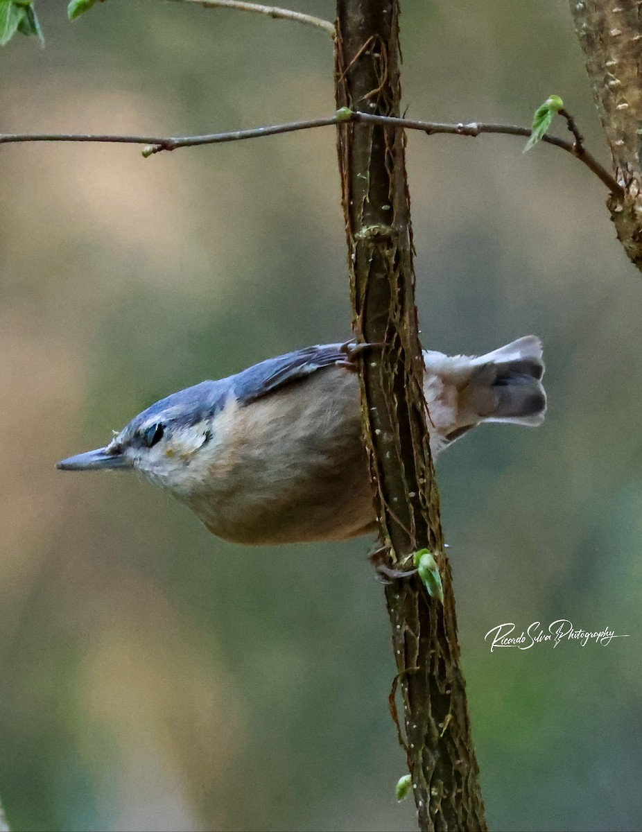 spettmeis (europaea gr.) - ML633357836